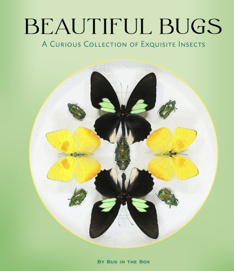 Cover image for book Beautiful Bugs