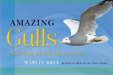 Cover image for book Amazing Gulls