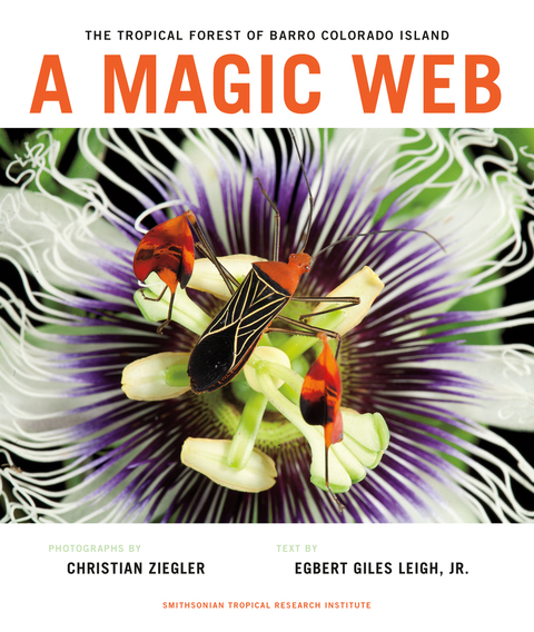 Cover image for book A Magic Web