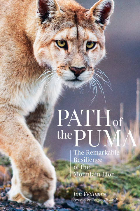 Cover image for book Path of the Puma