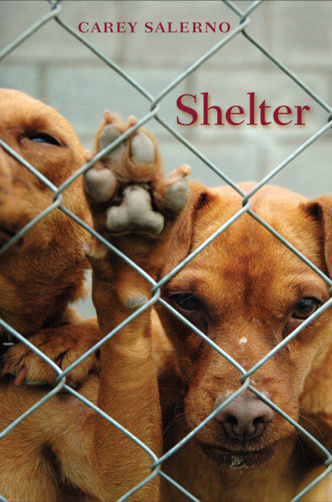 Cover image for book Shelter