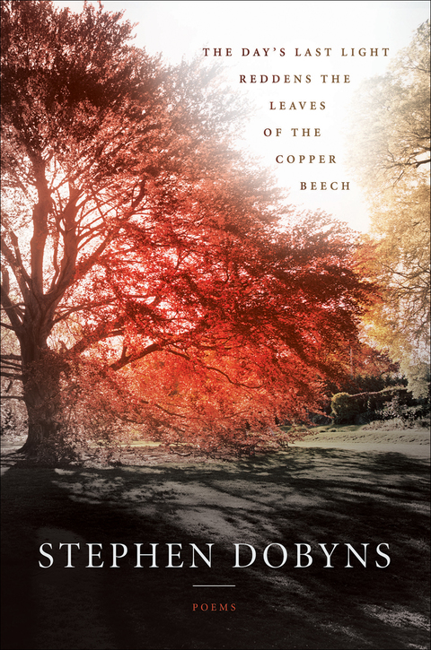 The Day's Last Light Reddens the Leaves of the Copper Beech 