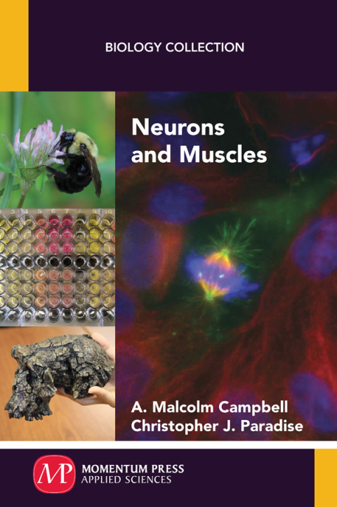 Cover image for book Neurons and Muscles