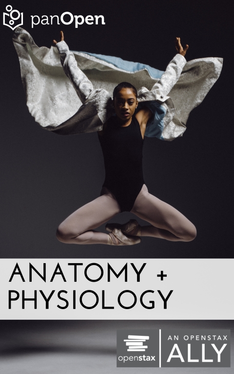 Anatomy 