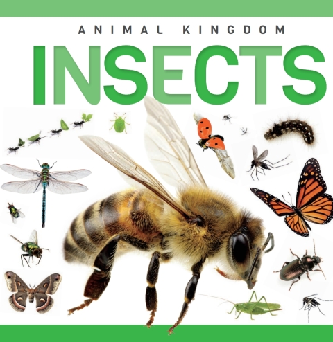 Cover image for book Insects