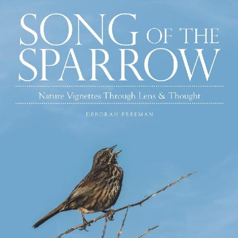 Cover image for book Song of the Sparrow