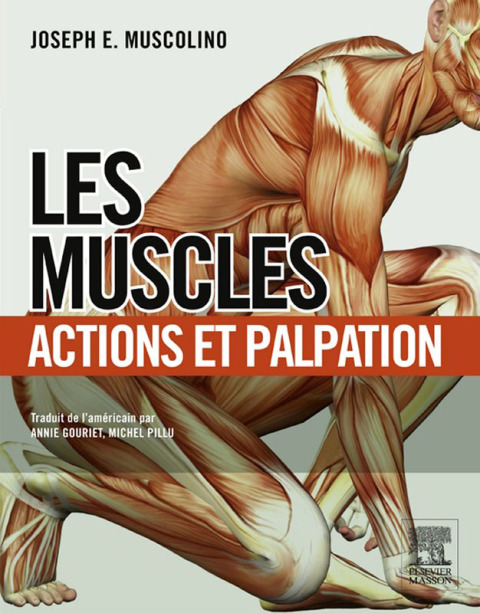Cover image for book Les muscles : actions et palpation