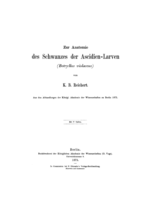 Cover image for book Zur Anatomie des Schwanzes der Ascidien-Larven