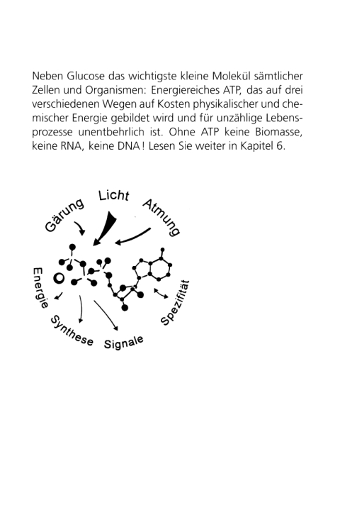 Cover image for book Biochemie