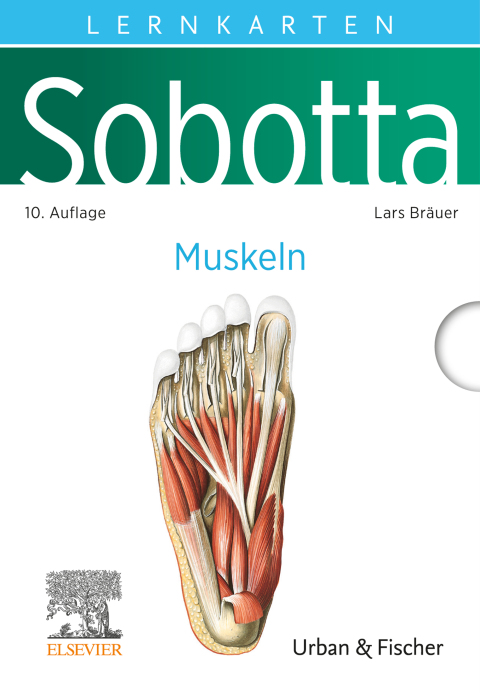 Cover image for book Sobotta Lernkarten Muskeln