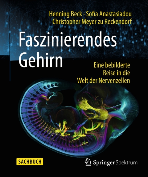 Faszinierendes Gehirn 