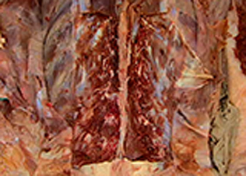 Cover image for book Back and Vertebral Column - Vertebral Column and Its Contents