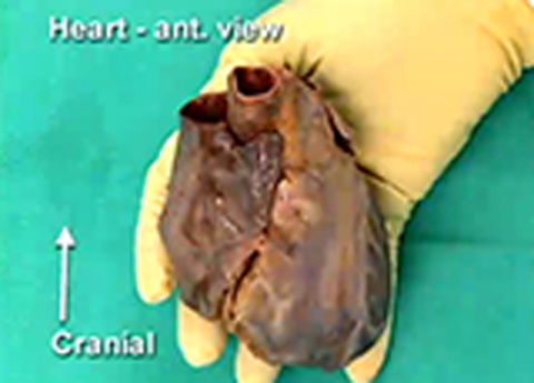 Cover image for book Thorax - Coronary Circulation and Internal Structure of the Heart