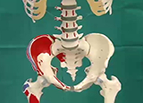 Cover image for book Pelvis - Male Pelvic Viscera
