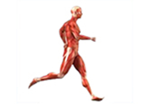 Cover image for book Effect of Exercise on Blood Pressure and Heart Rate