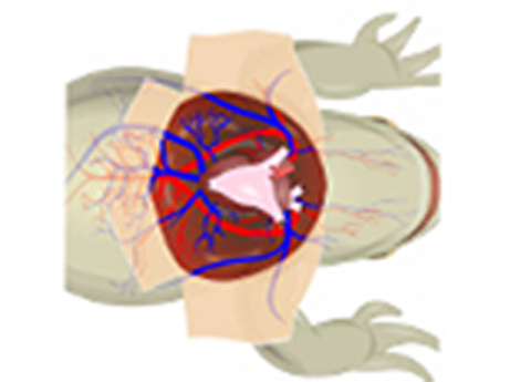 Cover image for book Effect of Temperature on Frog's Cardiogram