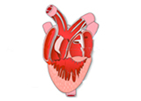 Cover image for book Frog Heart Dissection