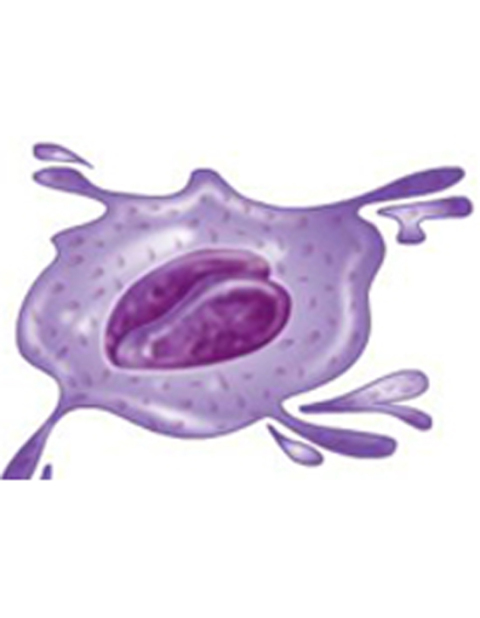 Cover image for book Platelet Count