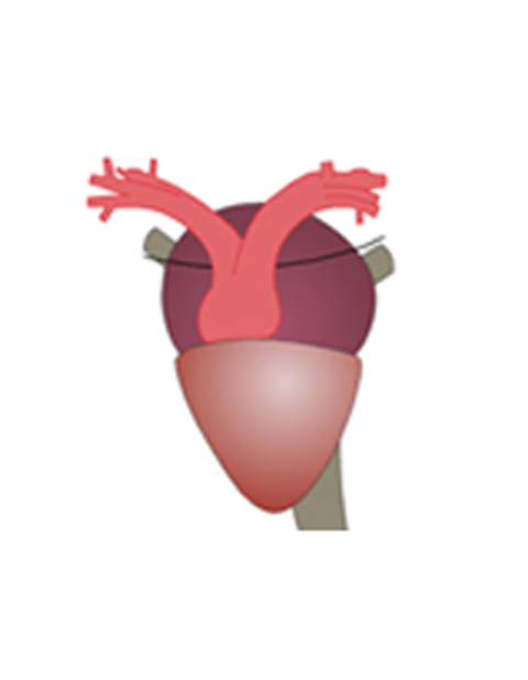 Cover image for book Properties of Cardiac Muscle in Beating Heart-1