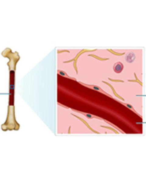 Cover image for book Reticulocyte Count