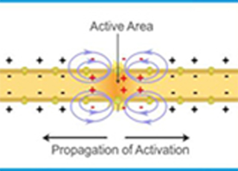 Cover image for book Velocity of Nerve Conduction