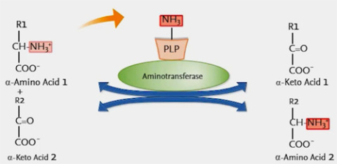Cover image for book Estimation of Aminotransferases