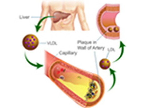 Cover image for book Estimation of Blood LDL Cholesterol and VLDL Cholesterol