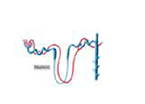 Cover image for book Estimation of Blood Urea and Calculation of Urea Clearance