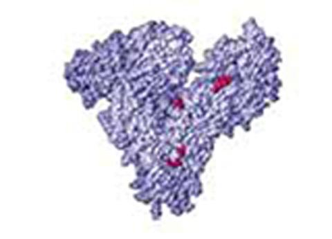 Cover image for book Estimation of Serum Albumin