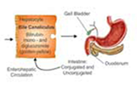 Cover image for book Estimation of Serum Bilirubin