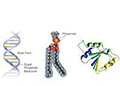 Cover image for book Estimation of Serum Phosphorus