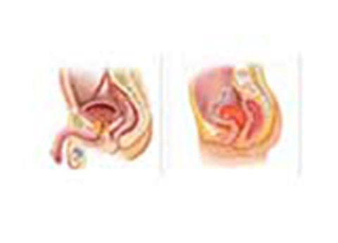 Cover image for book Estimation of Urinary Proteins