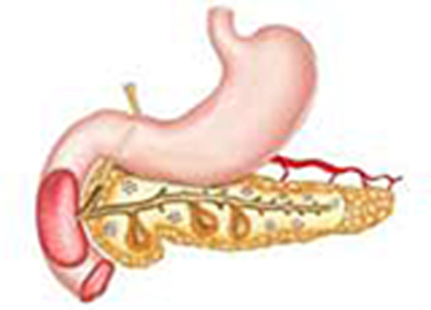 Cover image for book Pancreatic Function Test Part 2