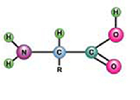 Cover image for book Tests for R group of Proteins and Determination of their Isoelectric pH