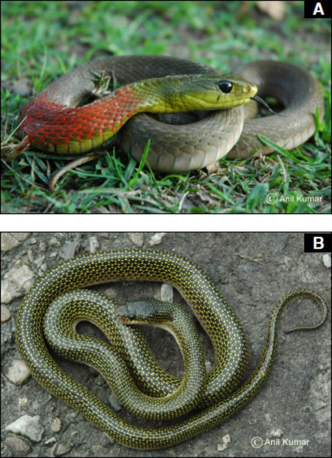 Cover image for book Animal Diversity, Natural History and Conservation Vol. 2