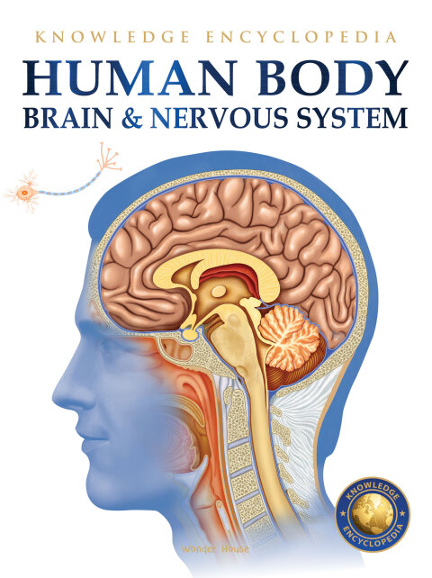 Cover image for book Human Body - Brain And Nervous System: Knowledge Encyclopedia For Children