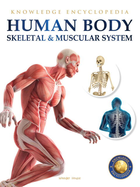 Cover image for book Human Body - Skeletal And Muscular System: Knowledge Encyclopedia For Children