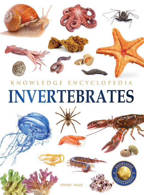 Cover image for book Animals - Invertebrates : Knowledge Encyclopedia For Children