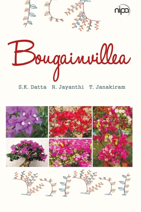 Bougainvillea 