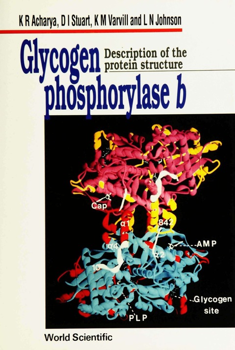 Cover image for book GLYCOGEN PHOSPHORYLASE b:DESCRIP PROTEIN