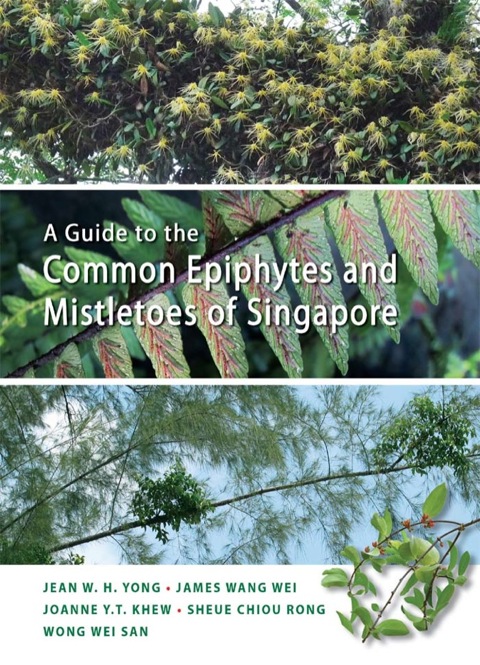 Cover image for book A Guide to the Common Epiphytes and Mistletoes of Singapore