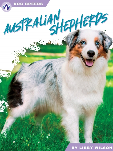 Australian Shepherds 