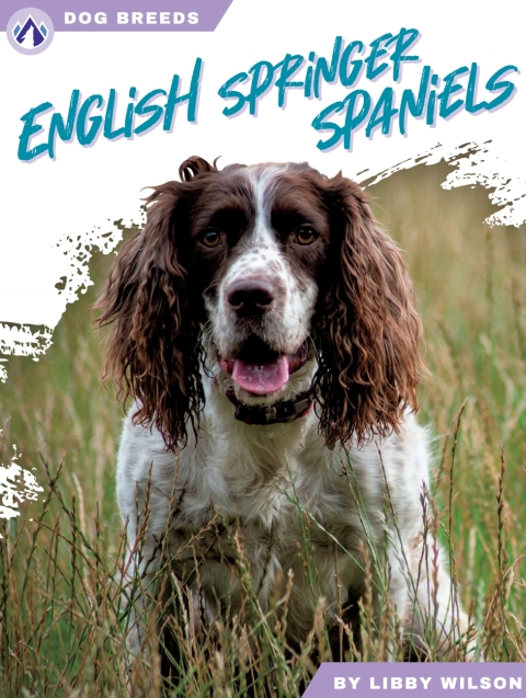 English Springer Spaniels 