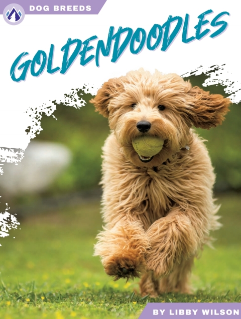 Goldendoodles 