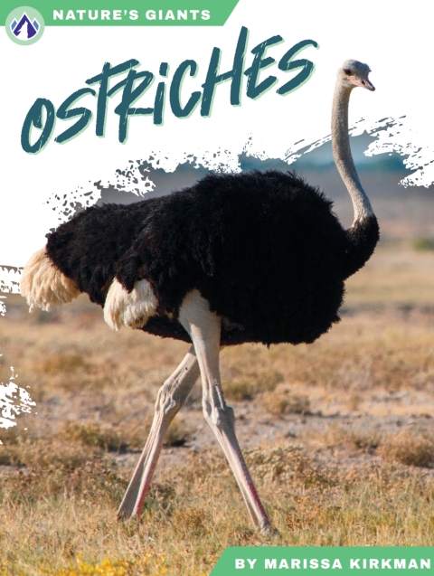 Ostriches 