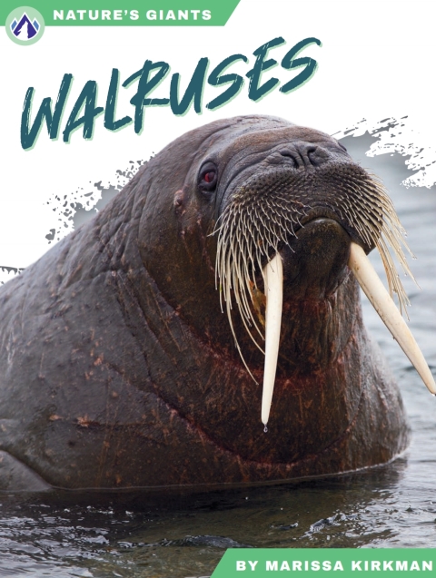 Walruses 