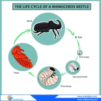 From molecules to Organisms: Structures and Processes-Growth and ...