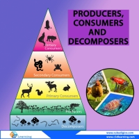 From Molecules to Organisms-Structure and Function-Producers, Consumers ...